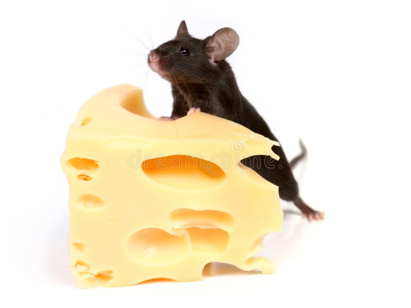 Maus und Käse lizenzfreie stockfotografie Maus und Käse lizenzfreie stockfotografie
