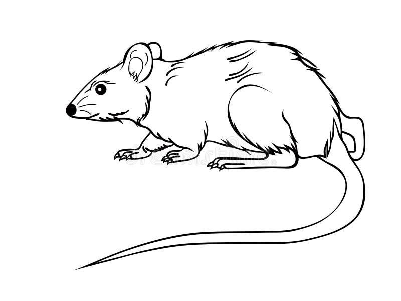 Mause blanc illustration stock