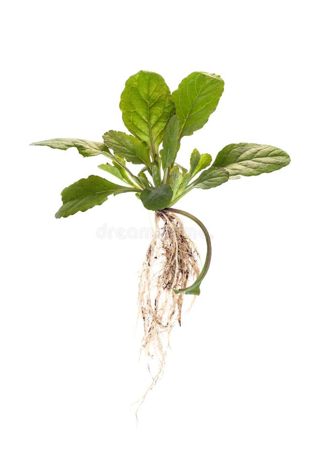 Mauvaises herbes avec la racine sur d'isolement image libre de droits Mauvaises herbes avec la racine sur d'isolement image libre de droits