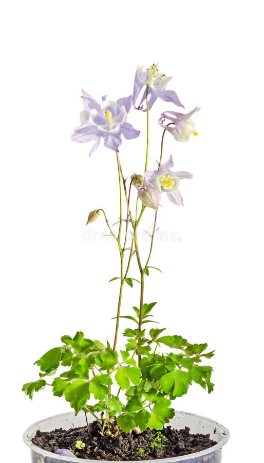 Mauve Aquilegia (columbine) flabellata, common name Fan Columbine, Dwarf Columbine, Caldarusa, family Ranunculaceae. Isolated, close up