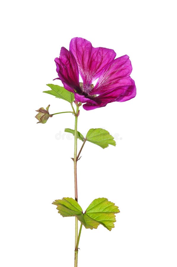 Mauve (mauritiana de sylvestris de Malva) image stock Mauve (mauritiana de sylvestris de Malva) image stock