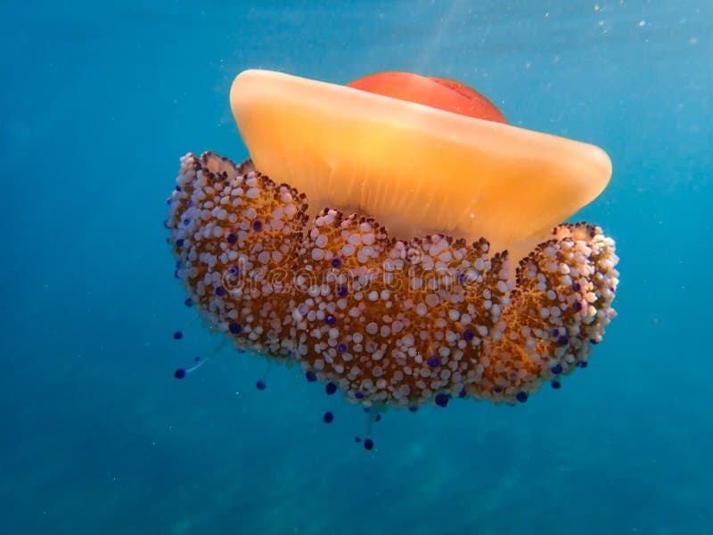 Beautiful Jellyfish Underwater In Mediterranean Sea, Mauve Stinger ...