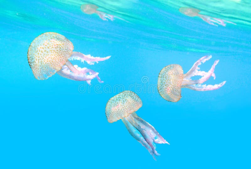 The Mauve Stinger (Pelagia noctiluca).