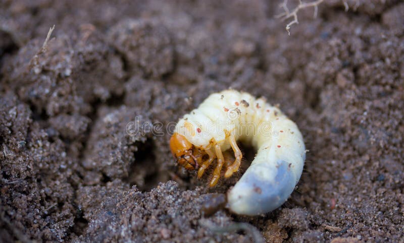 May beetle larva on the ground