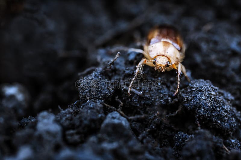 May beetle, Melolontha melolontha, spring awakening stock photos