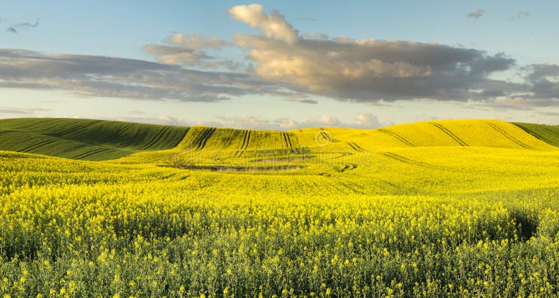 The May field in the sun stock photos The May field in the sun stock photos