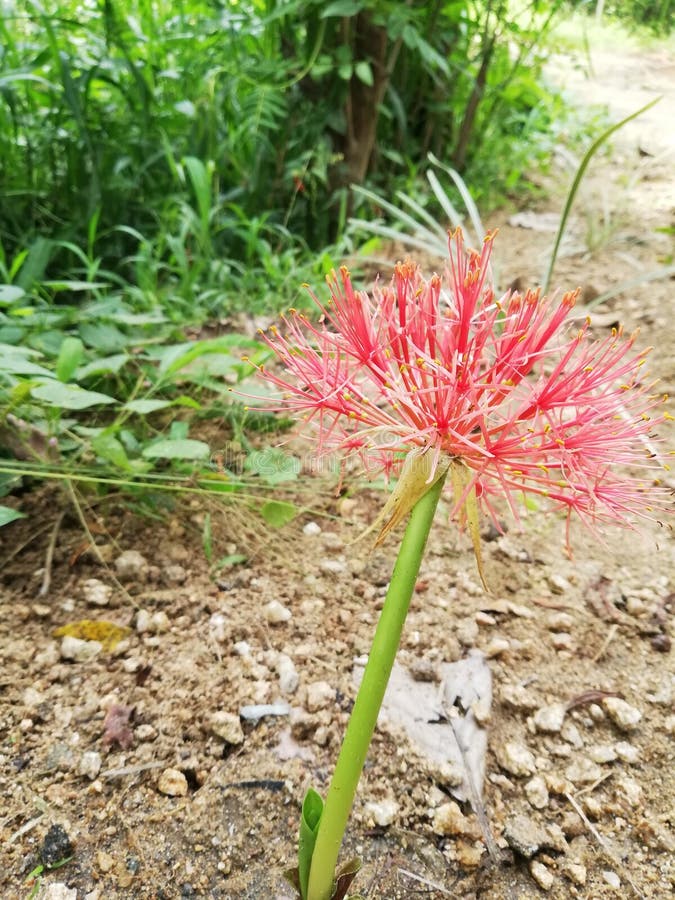 May Flower stock image. Image of month, blooms, blossom 114434073