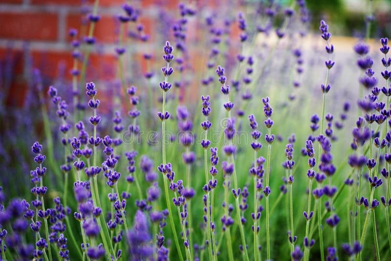 162,726 May Flowers Stock Photos Free & RoyaltyFree Stock Photos