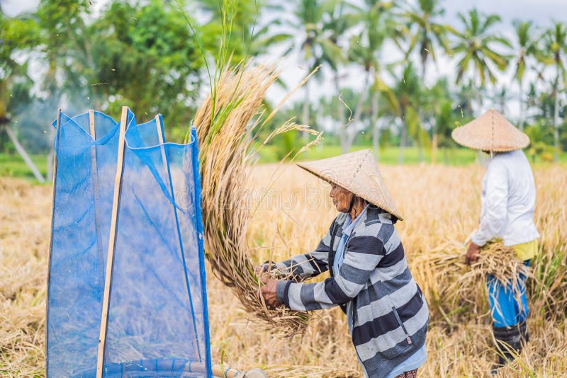 May 23, 2019, Indonesia, Bali: Indonesian Farmer Man Sifting Rice in ...