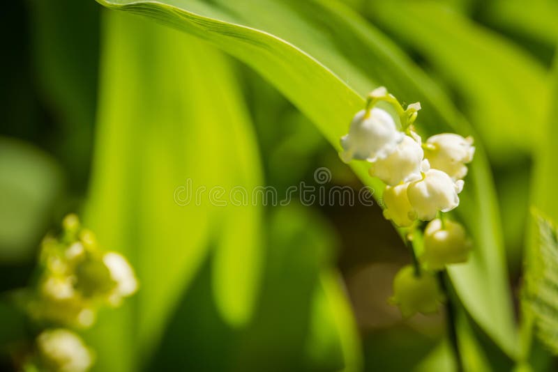 May lily of the valley stock photo. Image of mayflower 189358442