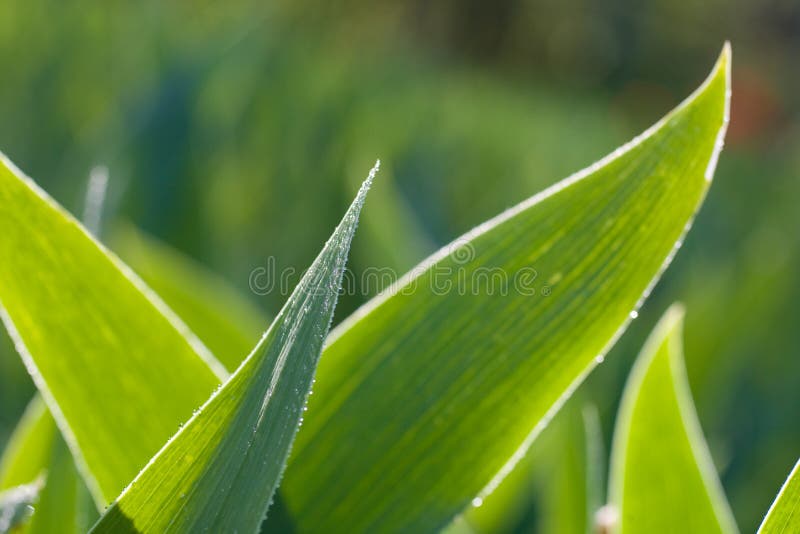 May lily wide leaves