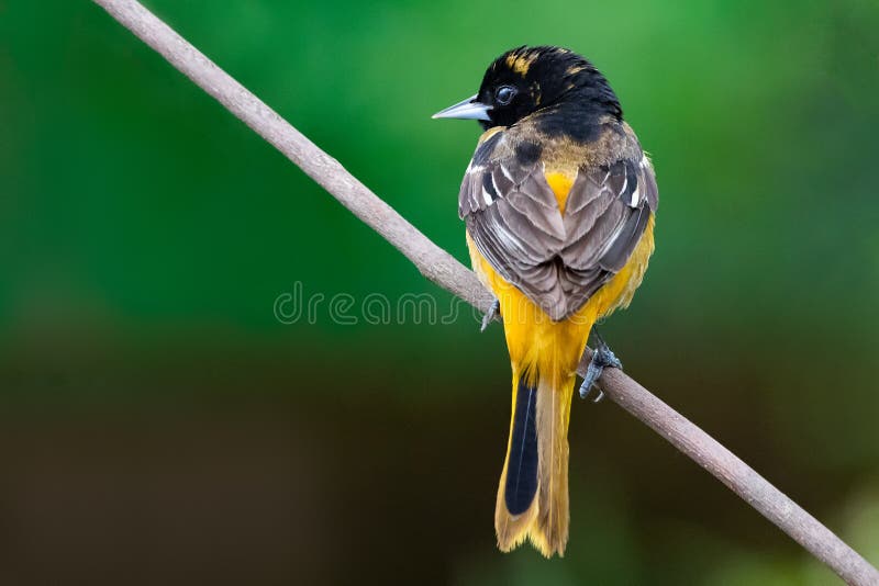 May 1, 2019 Windsor Ontario Canada Ornithology Birds Baltimore Oriole Perch Natural Background Bokeh