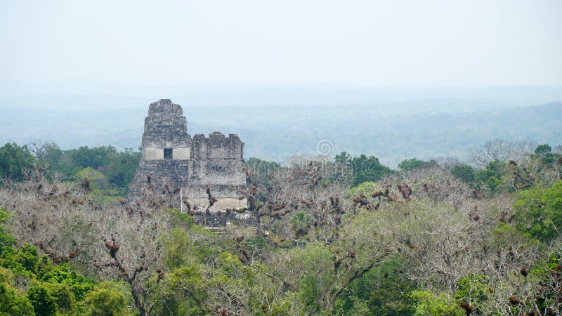 Maya-ruïnes van Tikal. Oude Maya-tempel, Petén, Guatemala stock afbeelding