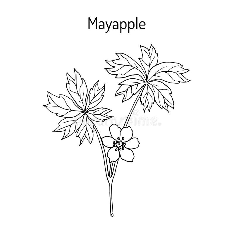 Mandrake Plant Stock Illustrations – 263 Mandrake Plant Stock