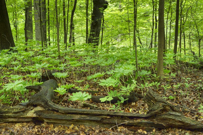 Mayapple Plants on Forest Floor. Stock Photo Image of colorful, trunk 93218992