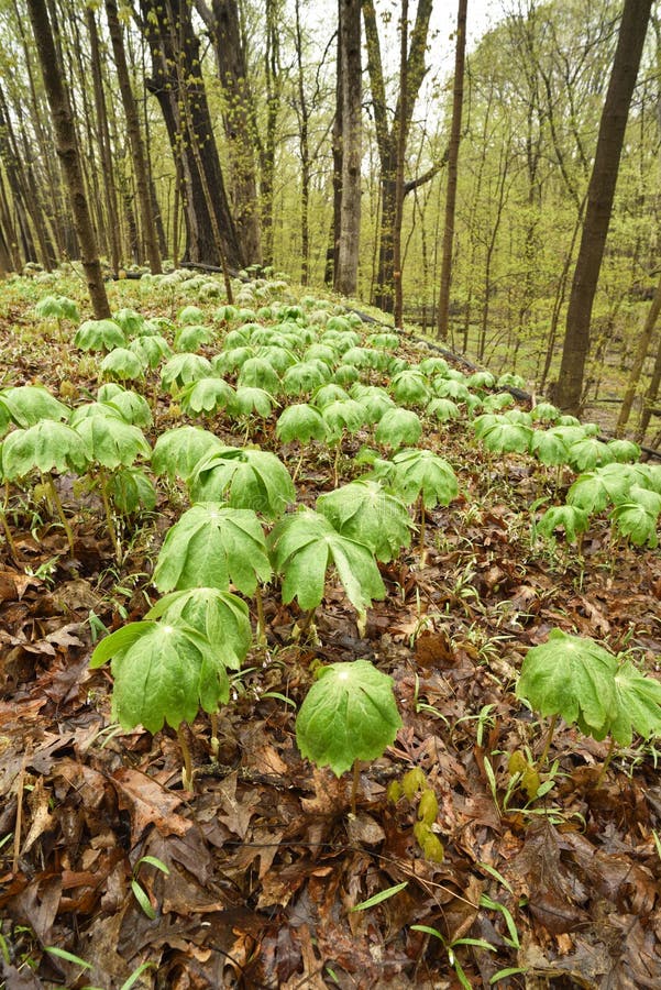 A Cluster of Mayapple Plants Emerging in a Spring Forest. Stock Image Image of blooming, green