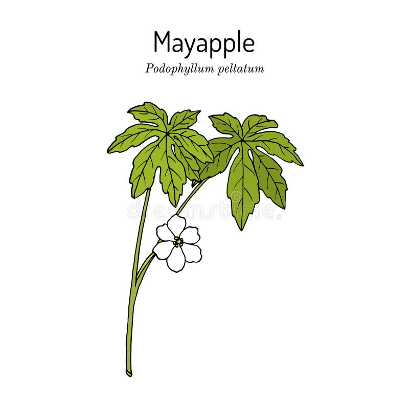 Mandrake Plant Stock Illustrations – 263 Mandrake Plant Stock