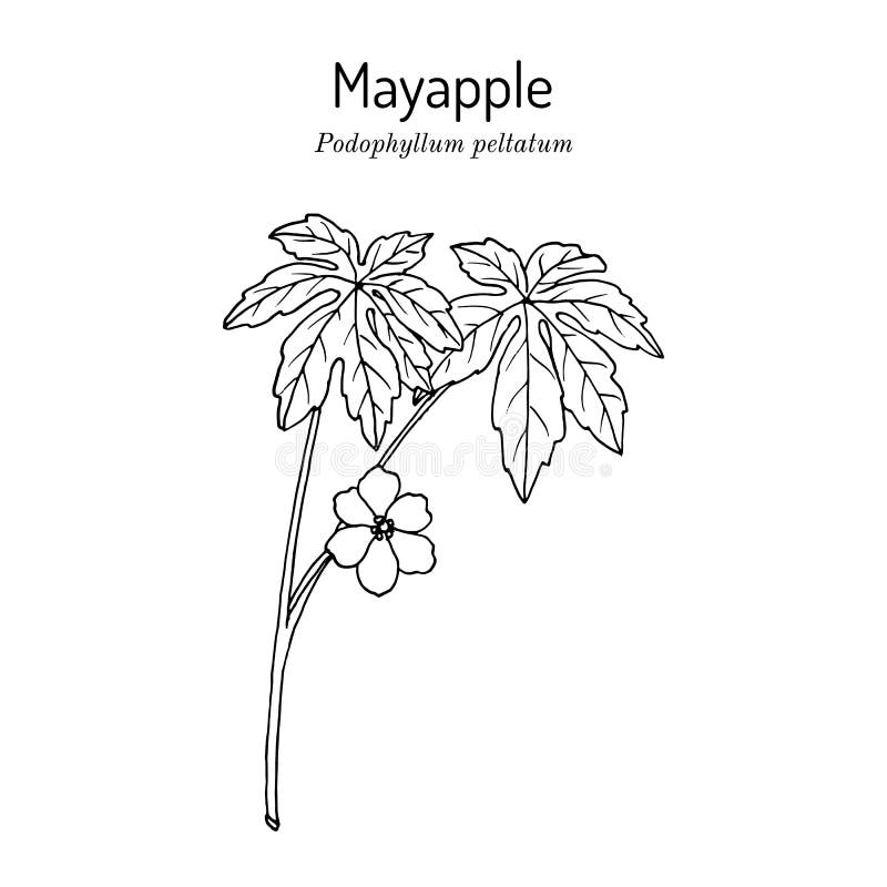 Mandrake Plant Stock Illustrations – 263 Mandrake Plant Stock