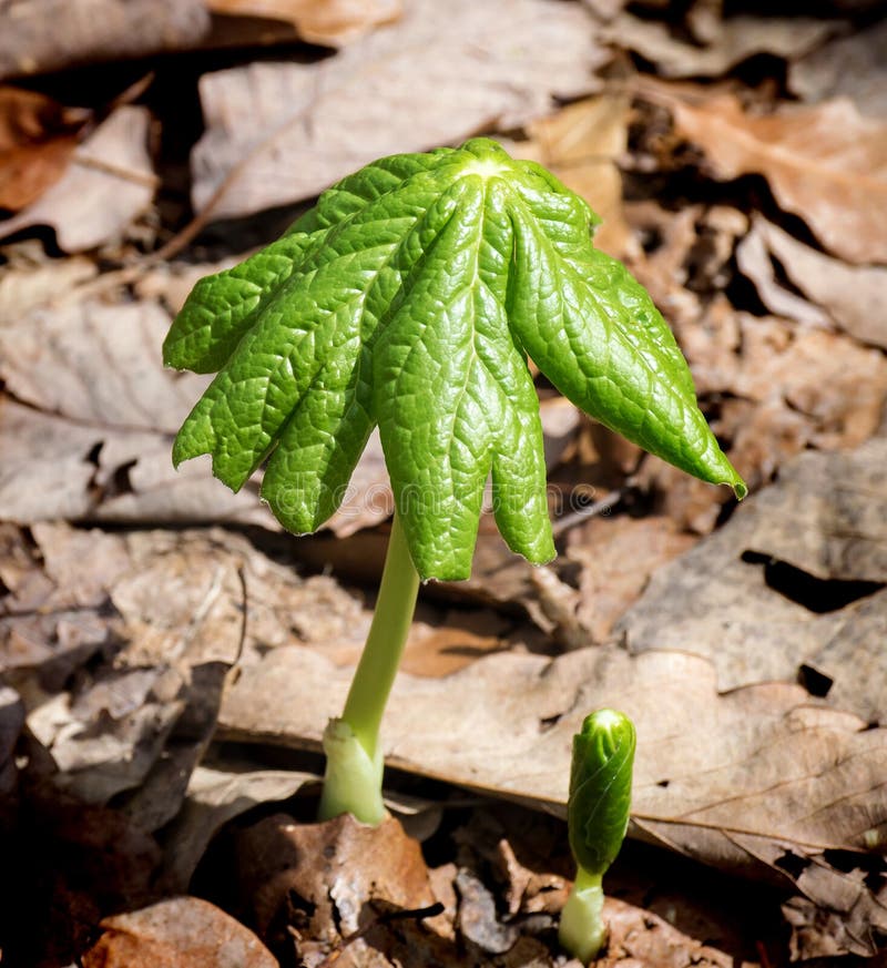 Mayapple†„Podophyllum peltatum royalty-vrije stock foto Mayapple†„Podophyllum peltatum royalty-vrije stock foto