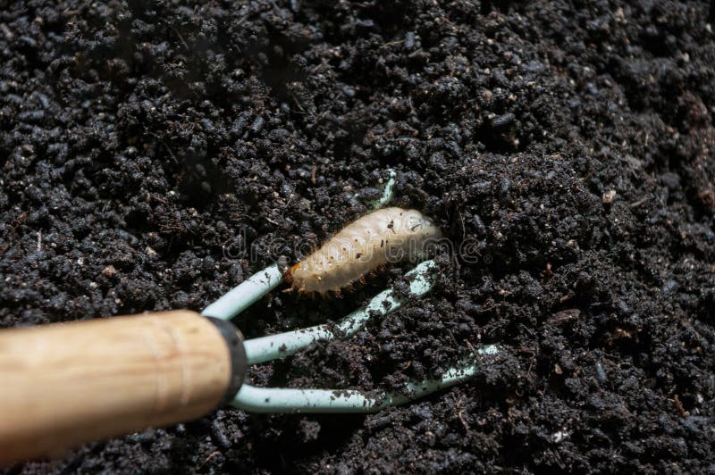 Maybug larva in soil, flower roots damaging insect pest