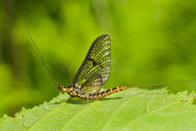 Mayfly (Ephemeroptera) 2