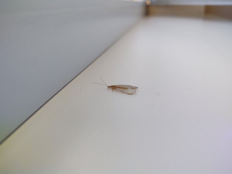 Mayfly ephoron and the skin on the wall or the window