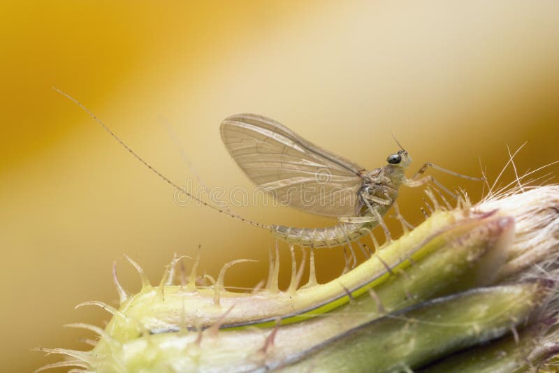 Mayfly at High Magnification Stock Photo Image of aquatic, insect