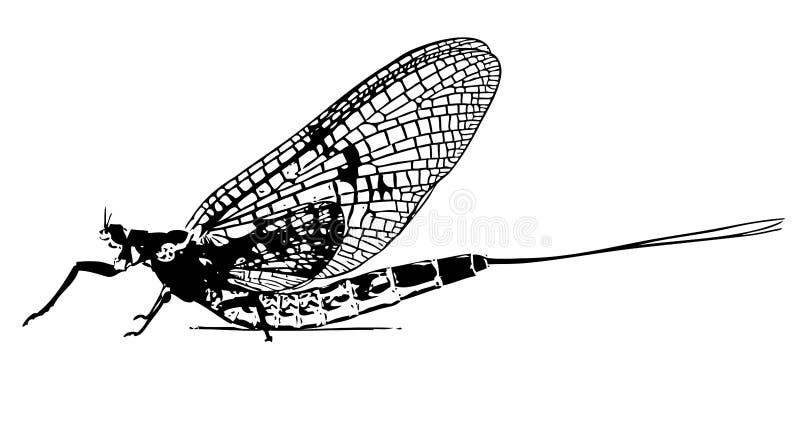 Fly Fishing Flies Glyph Icon Vector. Fly Fishing Flies Sign. Isolated  Contour Symbol Black Illustration Royalty Free SVG, Cliparts, Vectors, and  Stock Illustration. Image 171794706.