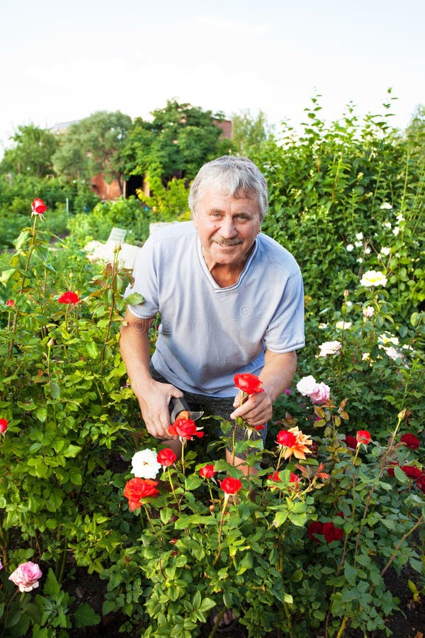 Mayores que cuidan para las rosas en el jardín foto de archivo libre de regalías Mayores que cuidan para las rosas en el jardín foto de archivo libre de regalías