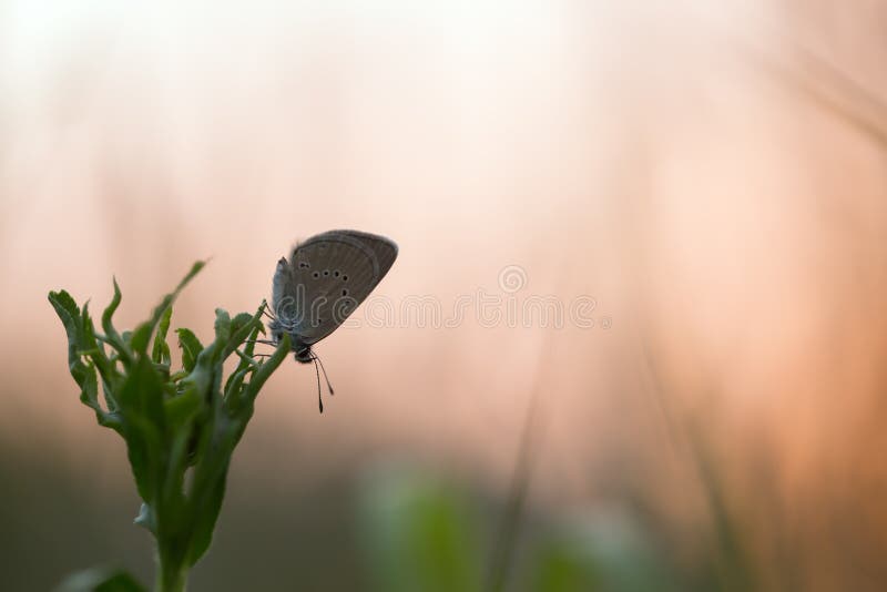 Mazarine blue, Cyaniris semiargus resting on plant in the rising sun. Mazarine blue, Cyaniris semiargus resting on plant in the rising sun.