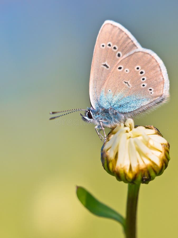 Mazarine Blue Butterfly (polyommatus semiargus) on a flower. Mazarine Blue Butterfly (polyommatus semiargus) on a flower