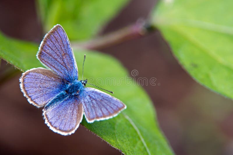 The beautiful male Mazarine Blue (Polyommatus semiargus) in Uppland, Sweden. The beautiful male Mazarine Blue (Polyommatus semiargus) in Uppland, Sweden