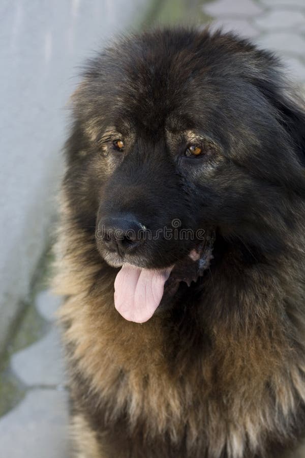 SarplaninacHund stockfoto. Bild von berg, sheepdog, junior 95026672