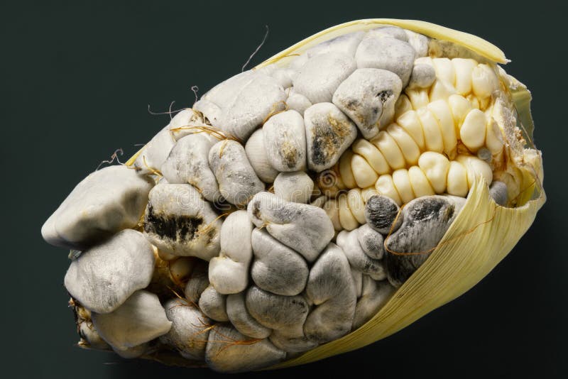 Mazorca de maíz con hongo de maíz conocido como huitlacoche