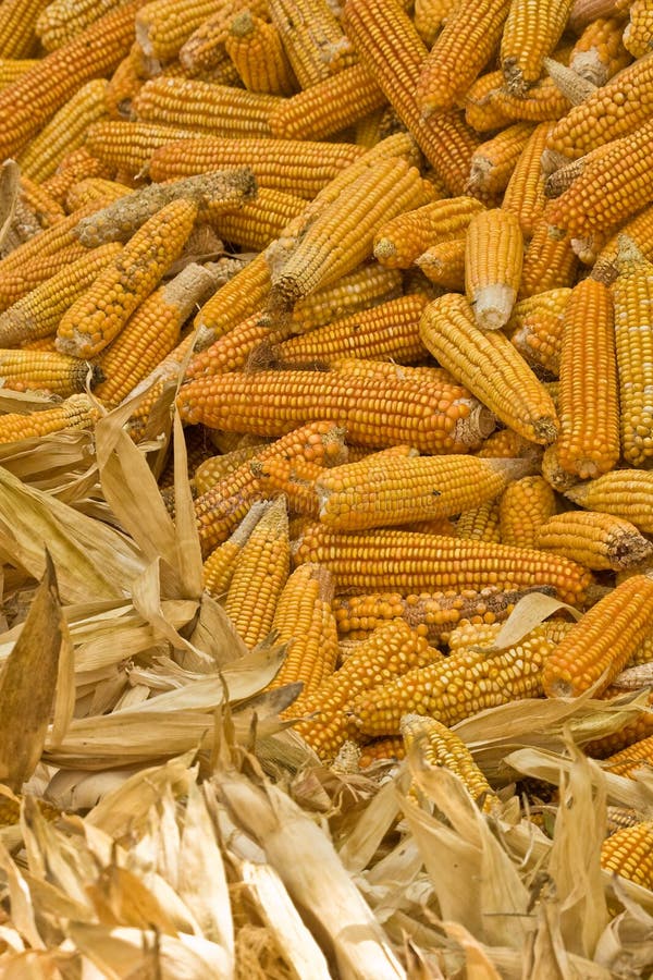 Mazorcas De Maíz De Oro Que Se Secan En Sol Imagen de archivo - Imagen de  agricultura, elote: 12964777