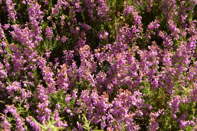 Mazzi porpora graziosi dei fiori nella campagna della Galizia Natura, paesaggi, botanica, viaggio 2 agosto 2015 Rebedul, Lugo, fotografia stock libera da diritti Mazzi porpora graziosi dei fiori nella campagna della Galizia Natura, paesaggi, botanica, viaggio 2 agosto 2015 Rebedul, Lugo, fotografia stock libera da diritti