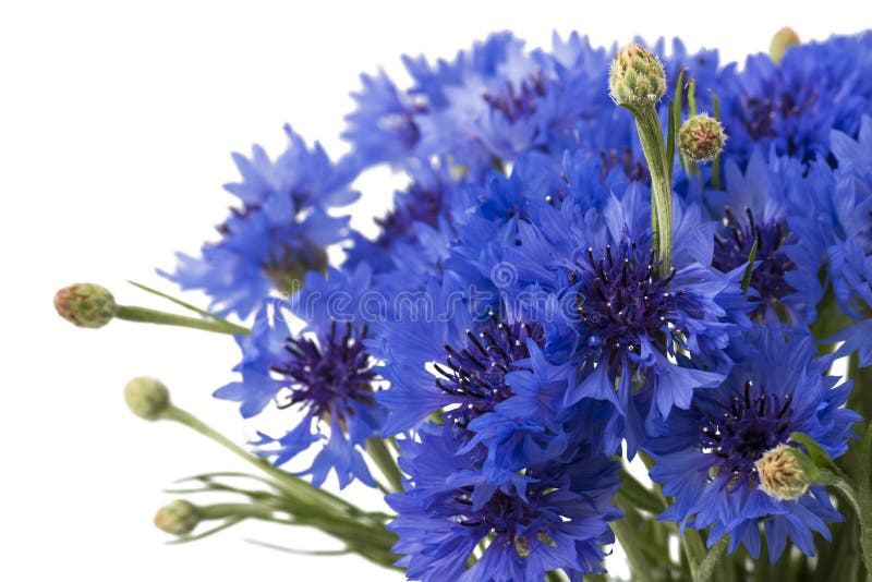 Mazzo blu del fiore dell'erba o del fiordaliso del fiordaliso isolato su fondo bianco immagini stock libere da diritti Mazzo blu del fiore dell'erba o del fiordaliso del fiordaliso isolato su fondo bianco immagini stock libere da diritti