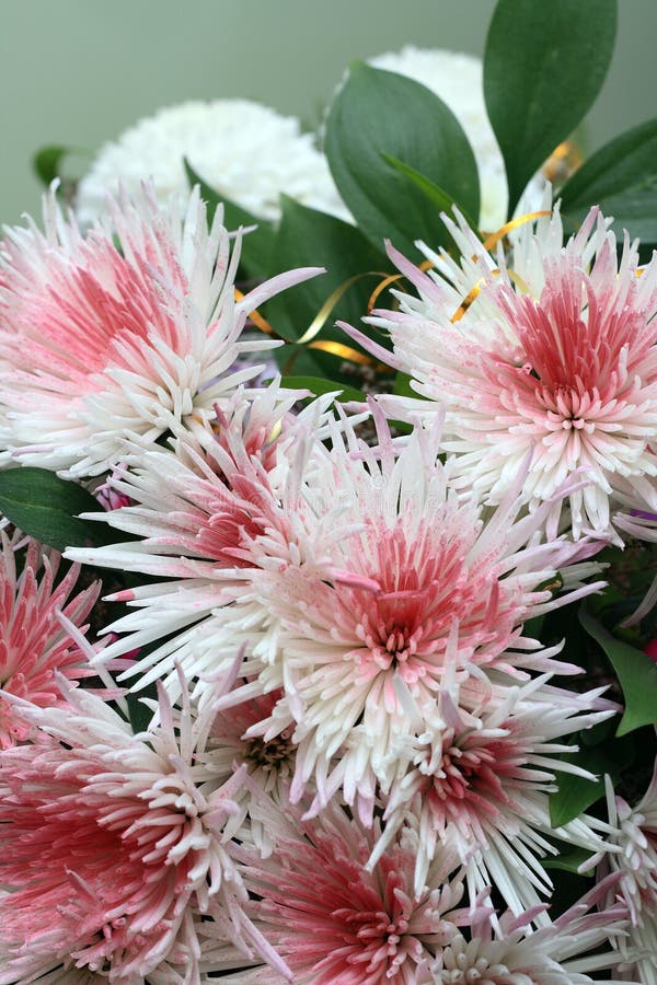 Mazzo degli aster immagine stock libera da diritti Mazzo degli aster immagine stock libera da diritti