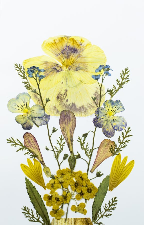 Mazzo dei fiori secchi fotografia stock Mazzo dei fiori secchi fotografia stock