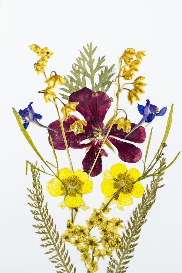 Mazzo dei fiori secchi ed urgenti immagine stock libera da diritti Mazzo dei fiori secchi ed urgenti immagine stock libera da diritti