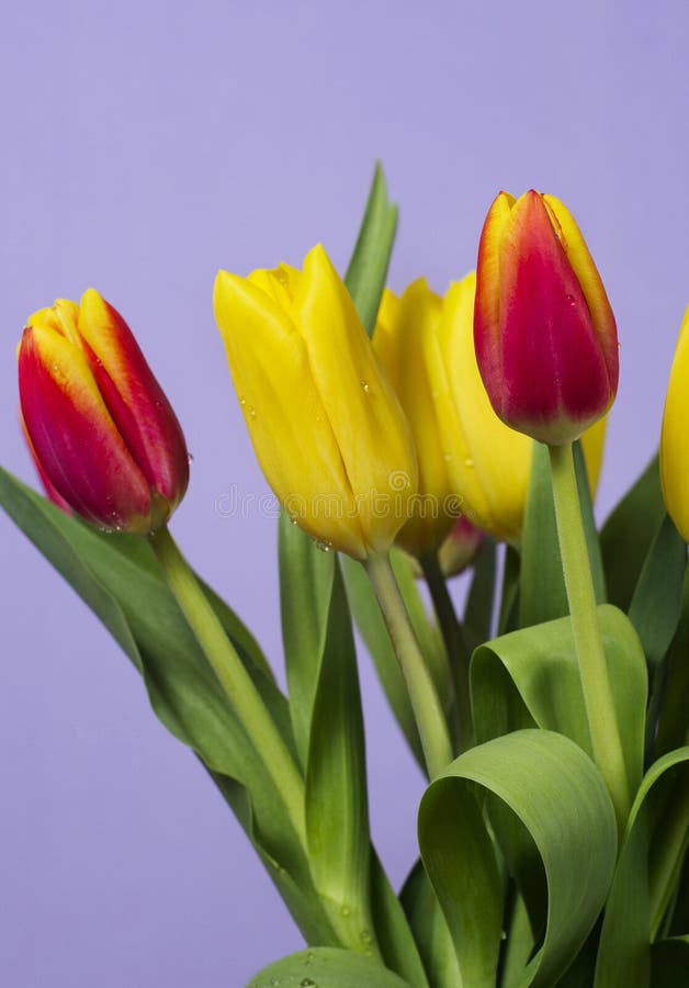 Mazzo dei tulipani fotografia stock. Immagine di coltivato - 115971806