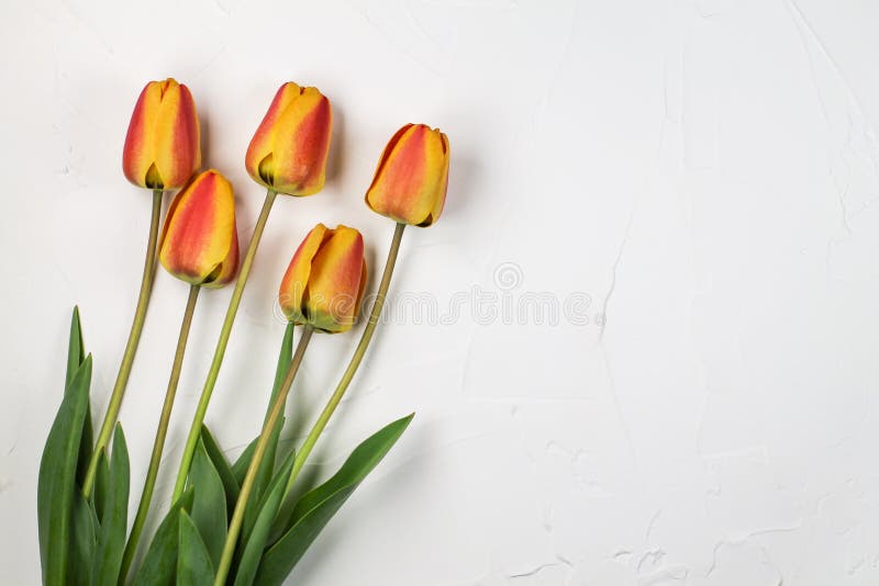 Mazzo dei tulipani arancio su un fondo bianco fotografie stock libere da diritti Mazzo dei tulipani arancio su un fondo bianco fotografie stock libere da diritti