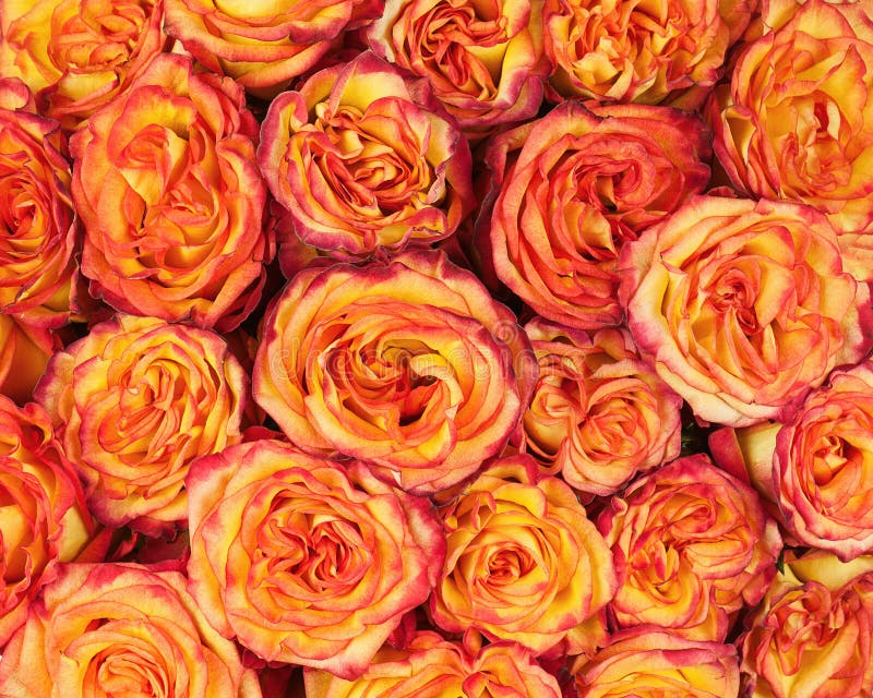 Mazzo del fiore dalle rose rosse gialle per uso come fondo fotografia stock libera da diritti Mazzo del fiore dalle rose rosse gialle per uso come fondo fotografia stock libera da diritti