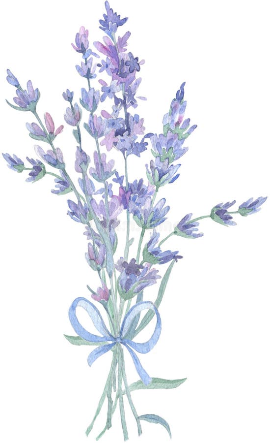 Mazzo del fiore della lavanda del Wildflower in uno stile dell'acquerello isolato Nome completo della pianta: lavanda Acquerello illustrazione vettoriale Mazzo del fiore della lavanda del Wildflower in uno stile dell'acquerello isolato Nome completo della pianta: lavanda Acquerello illustrazione vettoriale