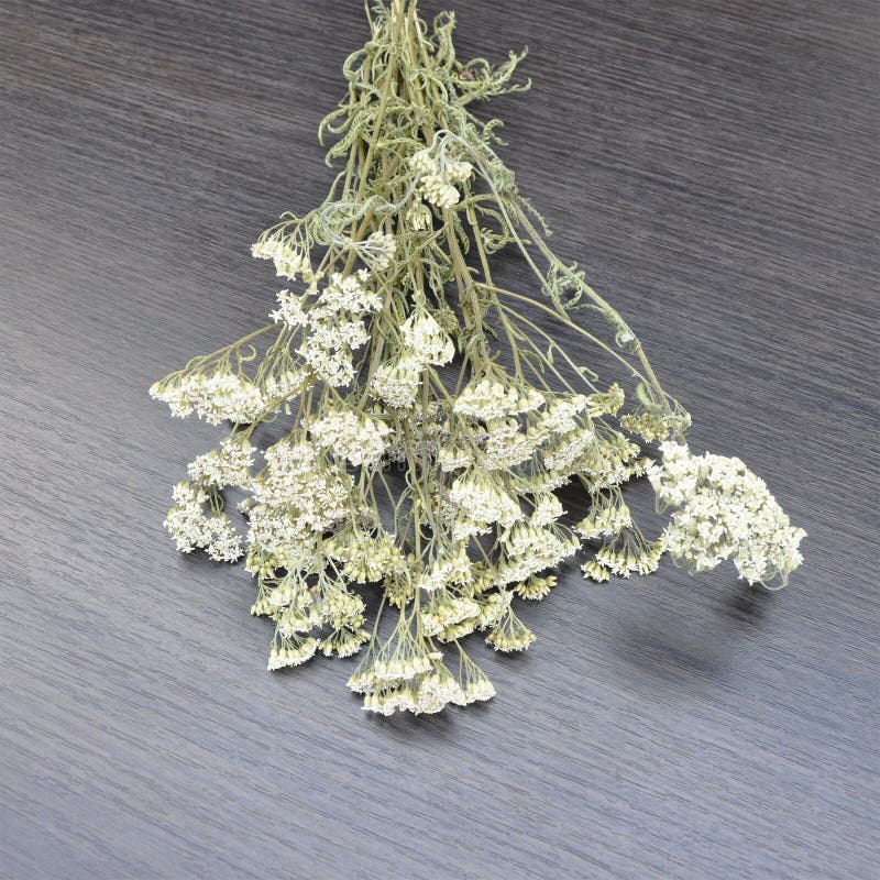 Mazzo del mazzo del millefoglio secco dell'erba su fondo nero di legno Il millefoglio è conosciuto come erba ampiamente usata con immagini stock Mazzo del mazzo del millefoglio secco dell'erba su fondo nero di legno Il millefoglio è conosciuto come erba ampiamente usata con immagini stock