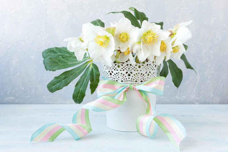 Mazzo della foto A del primo piano dei fiori freschi dell'elleboro della molla in un vaso bianco fotografia stock Mazzo della foto A del primo piano dei fiori freschi dell'elleboro della molla in un vaso bianco fotografia stock