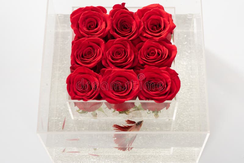 mazzo della rosa rossa in scatola Acquario con il pesce e le rose Negozio di fiore Priorità bassa di disegno floreale?, contesto, fotografia stock mazzo della rosa rossa in scatola Acquario con il pesce e le rose Negozio di fiore Priorità bassa di disegno floreale?, contesto, fotografia stock