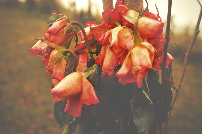 mazzo delle rose appassite immagini stock libere da diritti mazzo delle rose appassite immagini stock libere da diritti