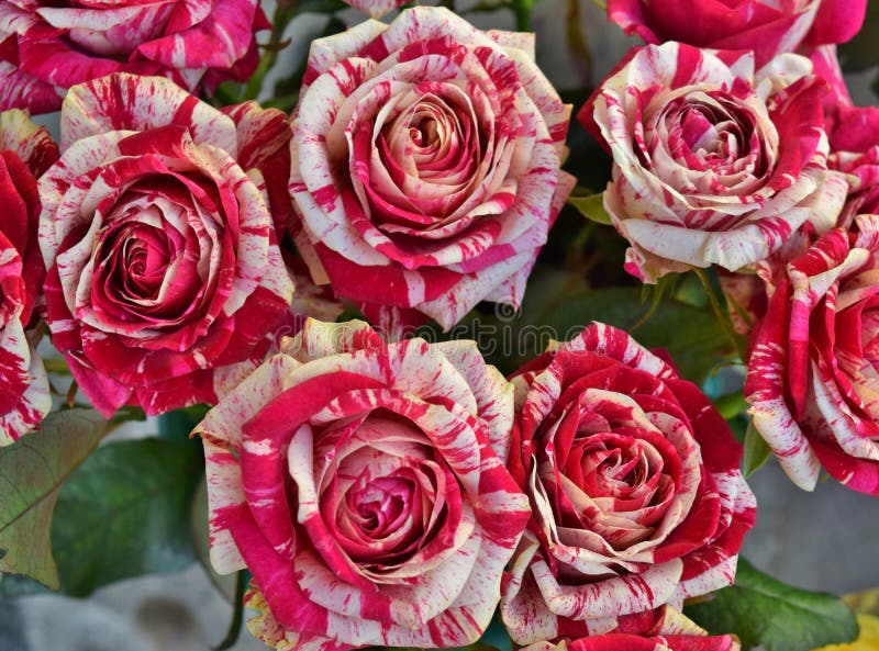 Mazzo Delle Rose Rosse E Bianche Variegate Fotografia Stock - Immagine di botanica, verdura ...
