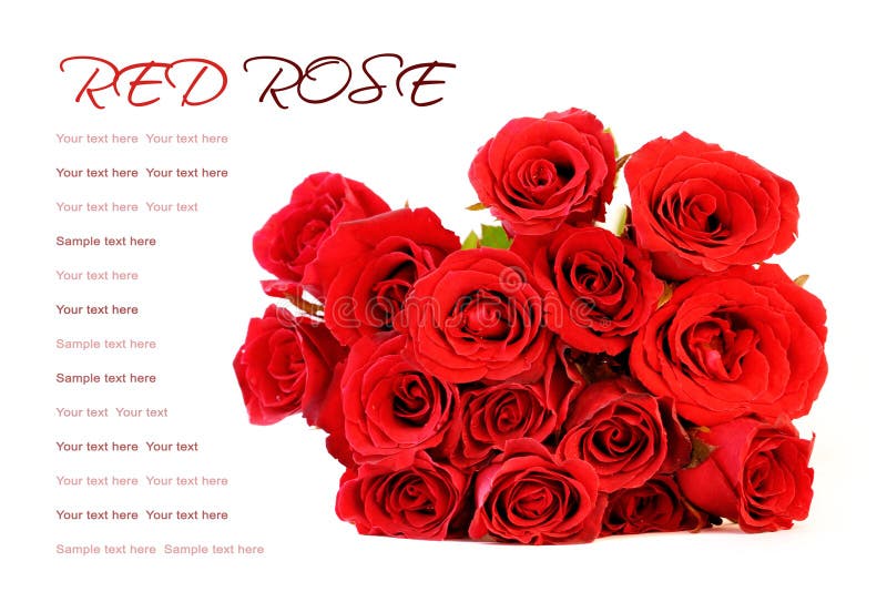 Mazzo Delle Rose Rosse Su Fondo Bianco Con Il Testo Del Campione Immagine  Stock - Immagine di petalo, colore: 43633387